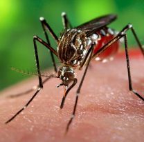 Hasta el momento se confirmaron 9 casos positivos de dengue en Salta