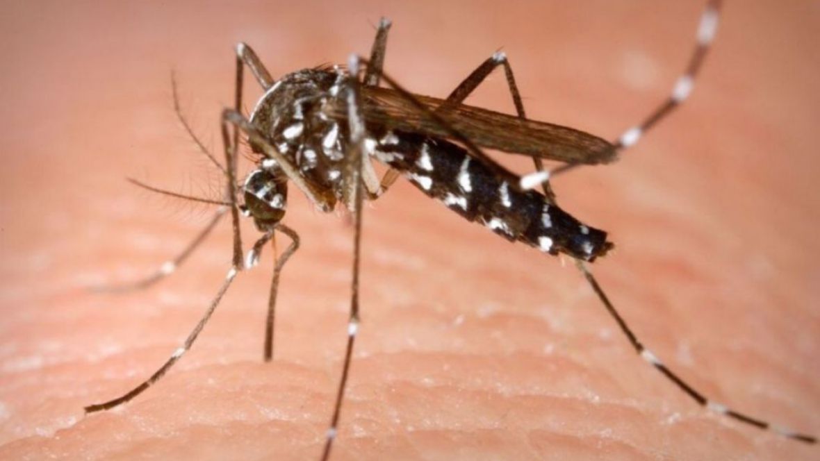 Se encienden las alarmas en Salta por un brote de dengue en la frontera boliviana