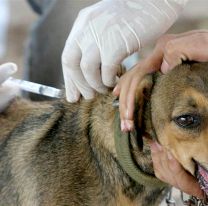 ¿Cómo y dónde se saca turno para vacunar y castrar a las mascotas en Salta?