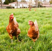 Insólito: aparecieron gallinas que ponen huevos verdes