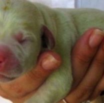 Pánico y furor por el nacimiento de un perrito verde en Argentina 