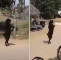 [VIDEO] Perturbador: una cabra "endemoniada" entró caminando en dos patas a un pueblo