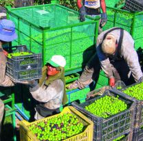 Cerca de Salta, solicitan 4 mil personas para trabajar en la cosecha de aceituna