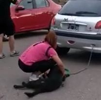 Una mujer ató a su perro al auto y lo arrastró varias cuadras [VIDEO]