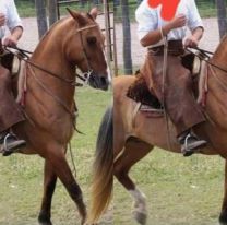 Le robaron su caballo en La Caldera y pide ayuda a la comunidad para recuperarlo