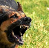 Cifra preocupante: por mes se reportan de 45 a 60 mordeduras de perros en Salta