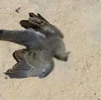Misterio y conmoción: ahora aparecieron aves muertas en este barrio de Salta