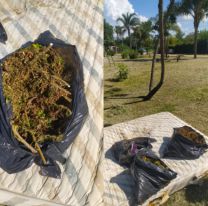 Aparecieron supuestas plantas de marihuana en una plaza de Salta 