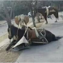 Proteccionistas acusan a los gauchos de maltratar a caballos en una plaza