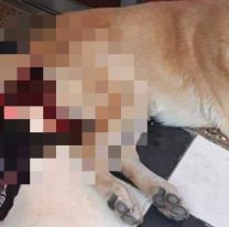 Salteña encontró a su perro con la cola sangrando: le hicieron algo espantoso