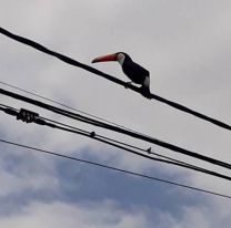 Tucán tocó un cable de alta tensión y dejó sin luz a varias localidades salteñas