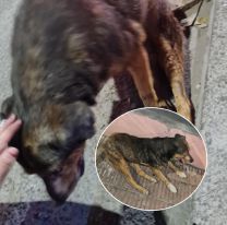 Conductor descaderó a un perrito en Av. Entre Ríos y lo abandonó: "Está sufriendo"