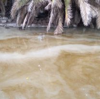 Una misteriosa mancha se apodera del lago del parque San Martín ¿qué es? 