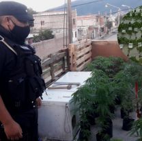 "La viejita piola del barrio": tenía un depósito de marihuana en su casa 