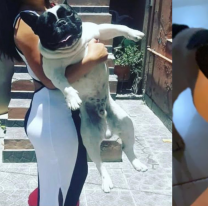 Florencia pasó el día del animal más triste: le robaron su bulldog francés