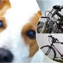 Milo se perdió en la zona sur de Salta: ofrecen $35.000 y una bicicleta