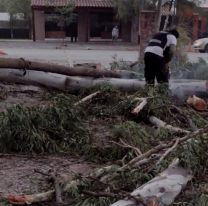Se salvaron de milagro: un árbol cayó encima de un hombre y dos niños 