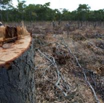 Salta entre las provincias que más bosques desmontaron en 2022