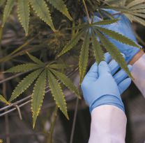 Salta podría cultivar cannabis medicinal: el primer paso que dará el INTA 