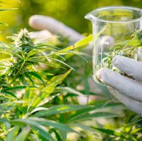 Empieza la producción de cannabis medicinal en Salta 