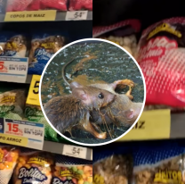 Una alfombra de ratas pegadas: el secreto más horrible de Carrefour en Salta