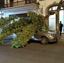 Se cayó la rama de un árbol encima de un auto en el centro: buscan al dueño 
