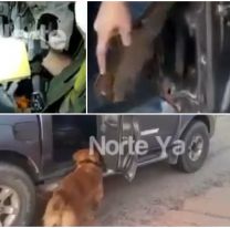 Salteño escondió 55 kilos de merca y un perro lo mandó al frente