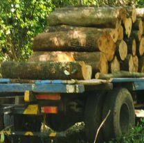 Por Ley, en Salta sólo podrán extrarse productos forestales con valor agregado