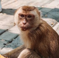 Un taxista de la India se vuelve viral al salvar con RCP a un mono