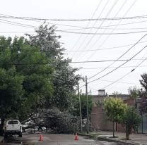 Se cayó un árbol gigante y los vecinos se pegaron el susto de sus vidas: "Pudo..."