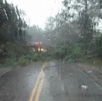 Caos en ruta salteña: la tormenta tiró un árbol y varios autos quedaron varados