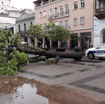 Se cayó uno de los árboles históricos e inmensos de la plaza 9 de julio