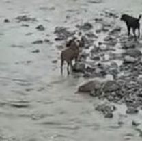 En plena tormenta, dos perritos quedaron atrapados en medio del río