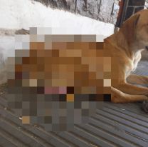 Abusaron de una perrita y la dejaron tirada en el centro de Salta: "Toda lastimada"
