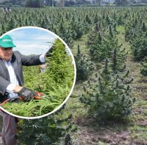 La foto que recorre el país: Gerardo Morales puso en marcha la cosecha de cannabis