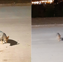 Sólo en Salta pasan estas cosas: zorros quedaron atrapados en un barrio 