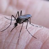 En lo que va de mayo, ya hubieron más de 100 casos de dengue