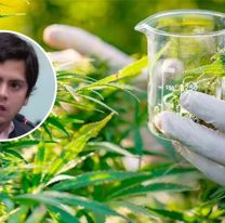 Cannabis medicinal: diputados buscan crear Salta Cannabis S.E. para dar trabajo