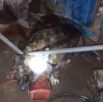 Cómo murió el pitbull que asesinó a un bebé jujeño: Piden justicia por el perro