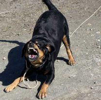 Rottweiler atacó a una beba de 1 año y casi la mata