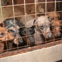 Rescataron a varios perritos salchichas, pero no pueden sacarlos de su jaula