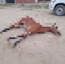 Crece el misterio por la aparición de caballos muertos en las calles de Orán