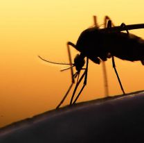 El dengue se multiplica en Salta: cuáles son los lugares donde hay más casos
