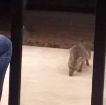 Qué raros se pusieron los perros en Salta: esto apareció en el patio de una casa
