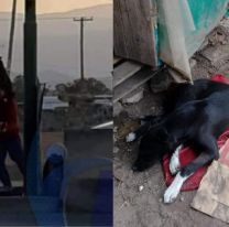 Dolor en Salta por la muerte del perrito malabarista: lo dejaron abandonado
