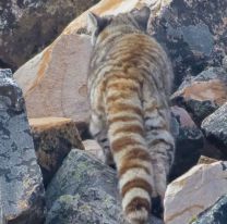 Encontraron un extraño felino que está en peligro de extinción en Salta