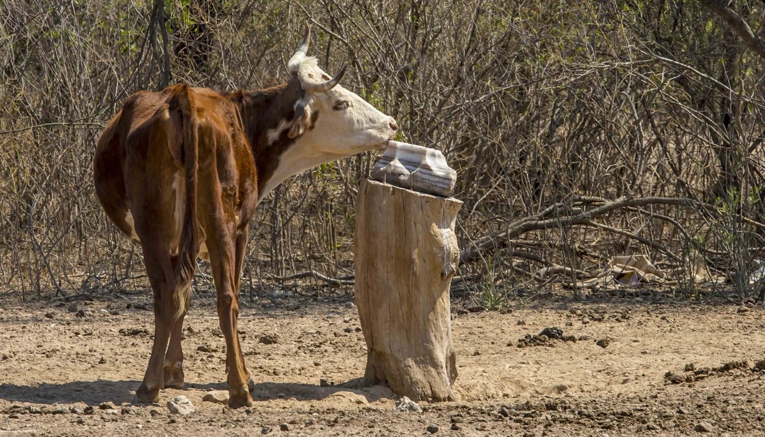 En Salta, ganaderos ven como sus vacas mueren de hambre y sed por la sequía  - Que Pasa Salta