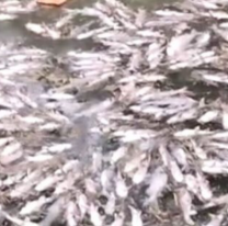 Uno de los más contaminados: investigan la muerte de peces en el río Arenales