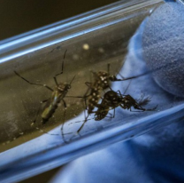 Alerta en Salta por el dengue: cómo hay que prevenirlo