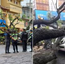 Un árbol se cayó en pleno centro sobre una camioneta: "Se salvaron de milagro"